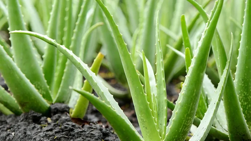 Aloe Vera ile Cilt Bakımı Sırları