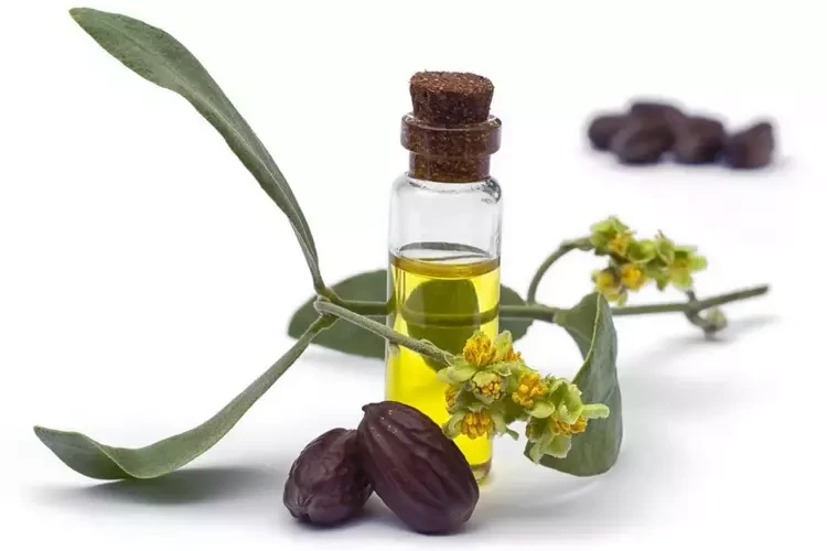 Jojoba Yağı Nedir? Faydaları Nelerdir?