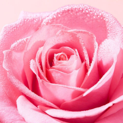 Nuxe Very Rose Yüz Temizleme Köpüğü 2x150 ml - 3